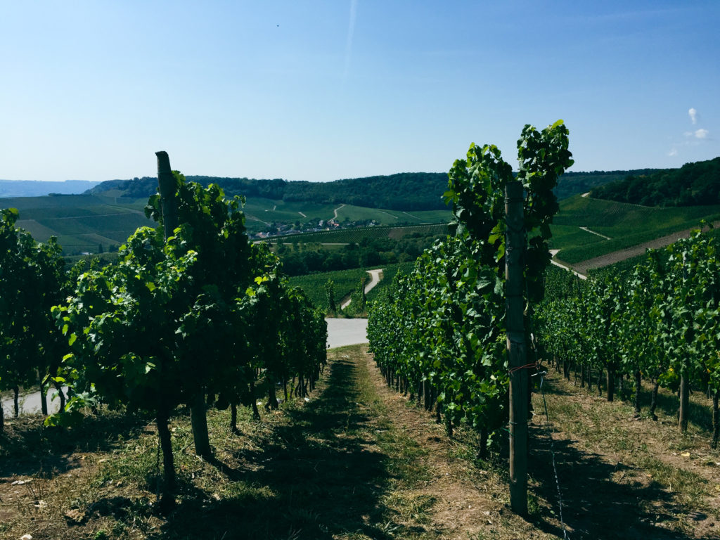 luxembourg vineyards