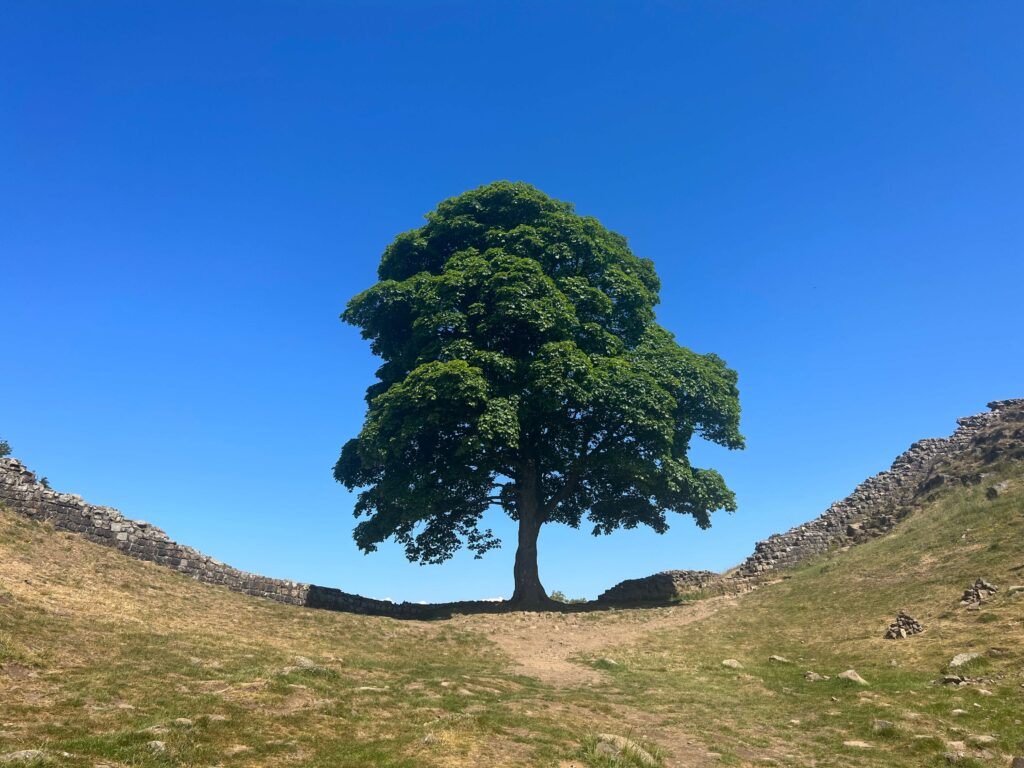 Sycamore Gap Tree, Hadrian's Wall, Northumberland England